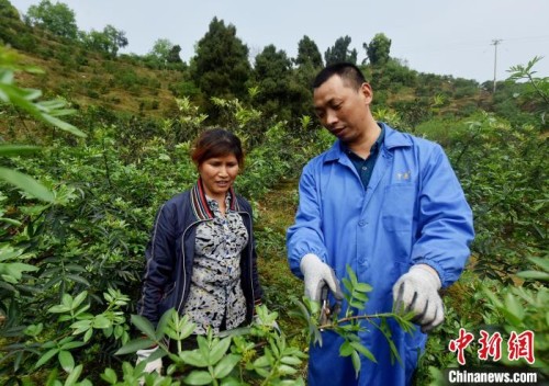 图为李进指导附近村民花椒管护技术。　黄河 摄