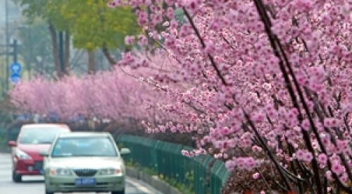 春色醉人 杭州街头樱花锦绣