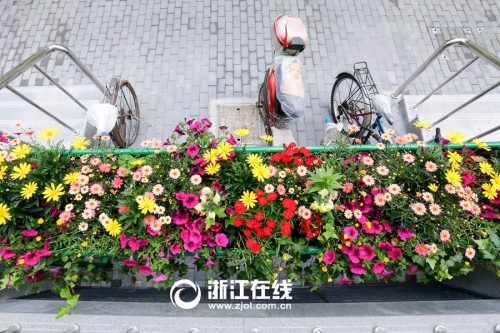 花下停车 杭州最浪漫的停车位