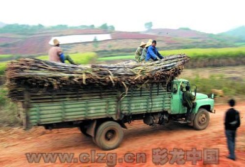 车祸发生地，砍甘蔗的农民仍然搭乘货车