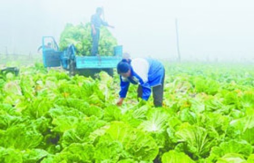 胶南大白菜抱团入市