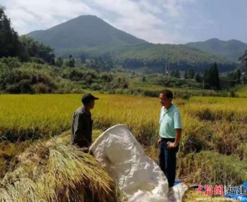 陈振平在田间了解村民水稻收成情况。