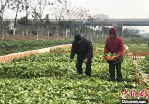 　朱咸芒和老伴刘锦叶在自家菜地里摘菜。　于从文 摄