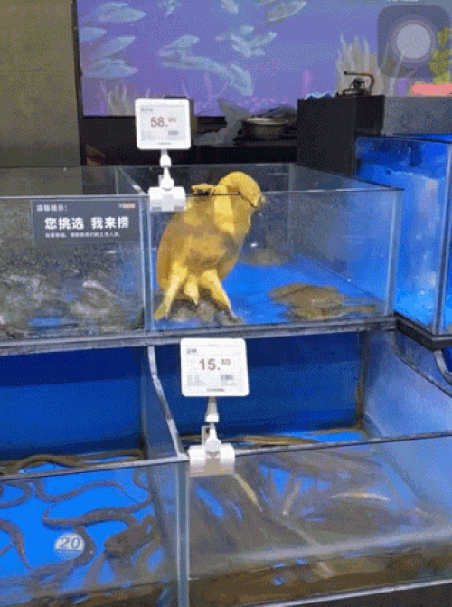豪车女司机醉驾被查，叫嚣“把yu wei喊过来给我摆平！”全国观众沸腾了哈哈哈