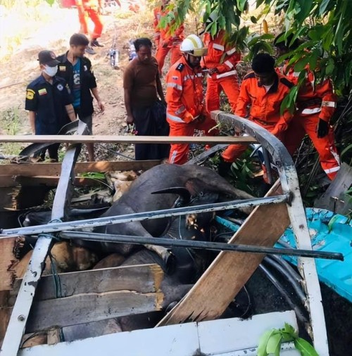 2人身亡，20多头牛“陪葬”！缅甸重要边贸公路上突发车祸酿惨剧