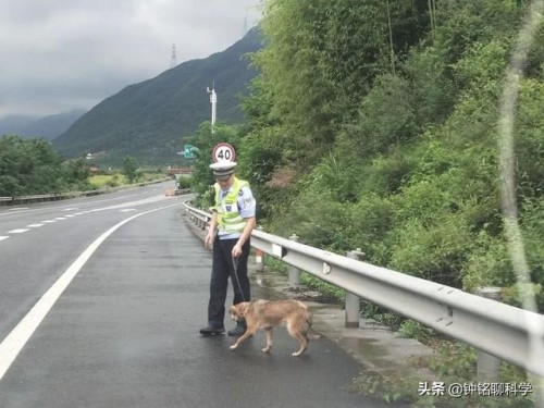 司机回忆谢大脚车祸：不知那会儿有骆驼！遇到骆驼他为何没躲过？