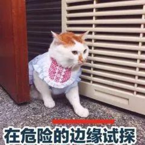 洛阳惊现教练车醉驾上路！“献祭流”试火力？洛阳交警：“技术流”面前碾压一切