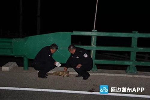 二级野生动物豹猫遇车祸 天桥岭森林公安救助后放生