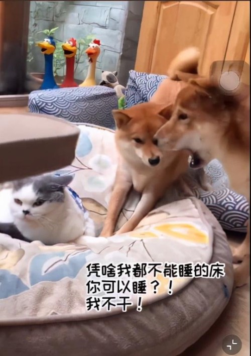豪车女司机醉驾被查，叫嚣“把yu wei喊过来给我摆平！”全国观众沸腾了哈哈哈